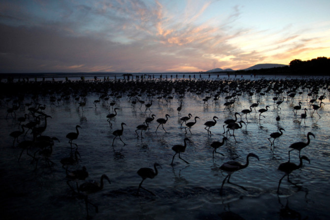 Freiwillige waten im Morgengrauen durch eine Lagune, um Flamingoküken einzusammeln und sie in einem Gehege im Naturschutzgebiet Fuente de Piedra unterzubringen