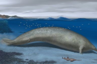 Eine künstlerische Illustration von Perucetus colossus, einem in Peru entdeckten alten Wal, von dem Wissenschaftler glauben, dass er das schwerste Tier sein könnte, das je gelebt hat