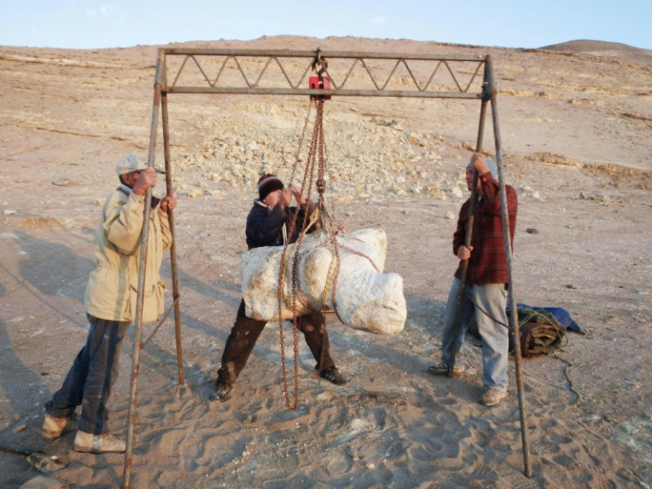 Forscher in Peru ziehen einen der riesigen Wirbel des Urwals hoch, von denen einige fast 200 Kilogramm wogen